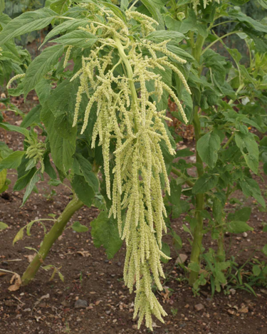 Green Tails Amaranth Seeds